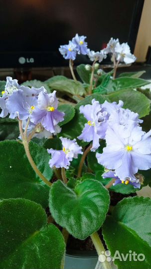 Фиалки цветущие сортовые