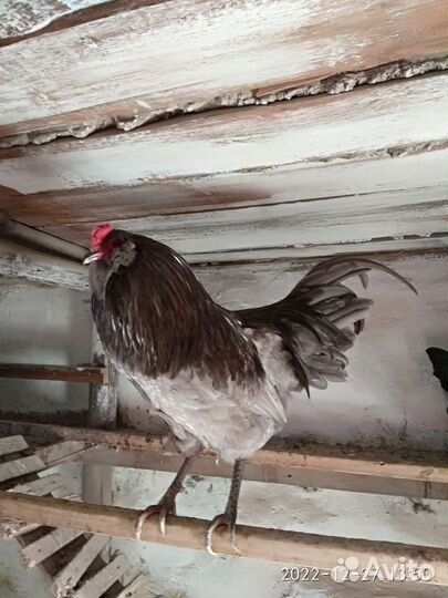 Инкубационное яйцо кур белефельдер и амераукана