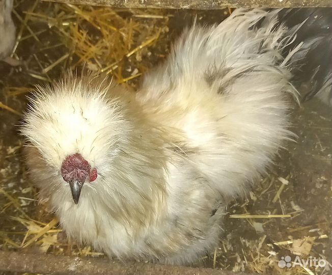 Петушок шёлковый