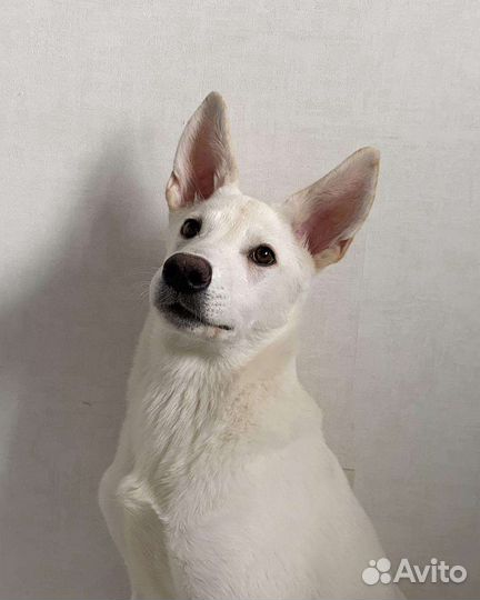 Север ищет дом