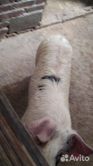 Поросята, свиньи