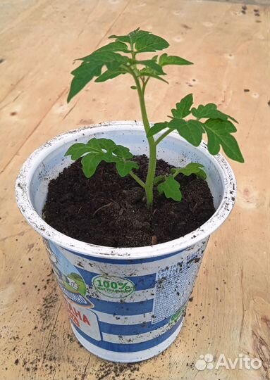 Рассада томатов горшечных красных