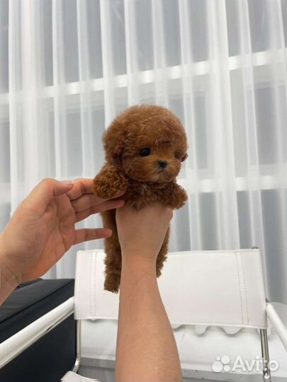 Той-пудель Мальтипу из Кореи