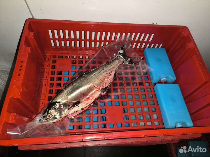 Упаковка в вакуум Умба