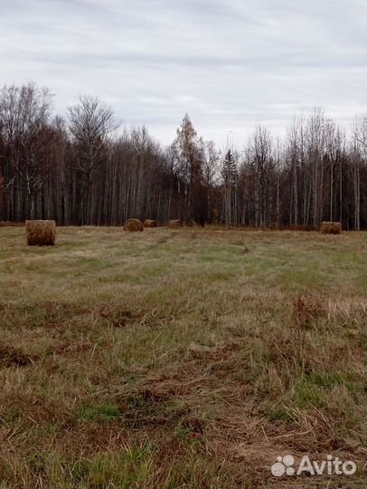 Продам сено в рулонах