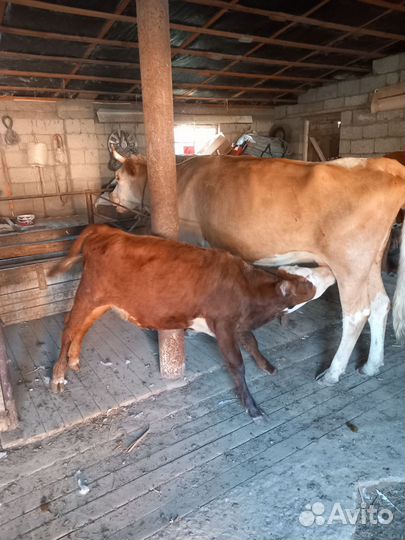 Корова дойная с теленком