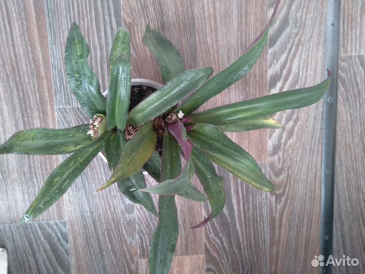 Традесканция покрывальчатая. Рео