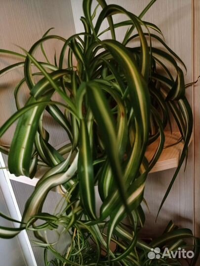 Хлорофитум кудрявый