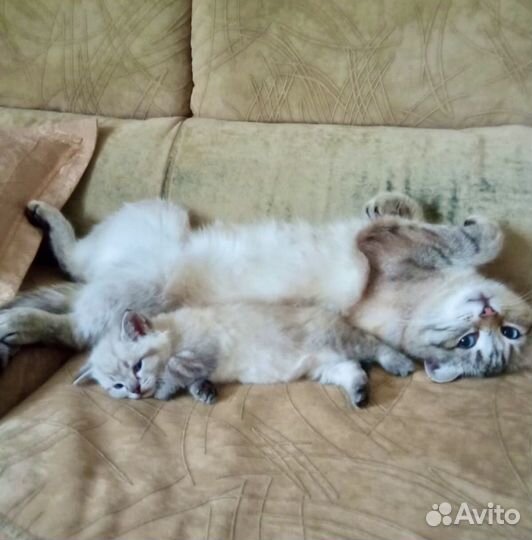 Котенок