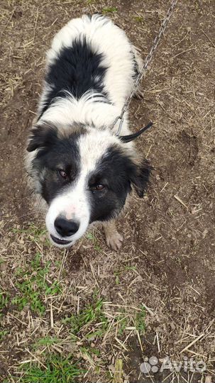 Собака в добрые руки отдам бесплатно