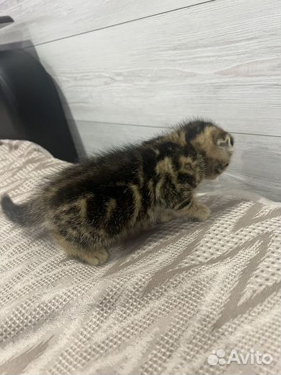 Шотландская