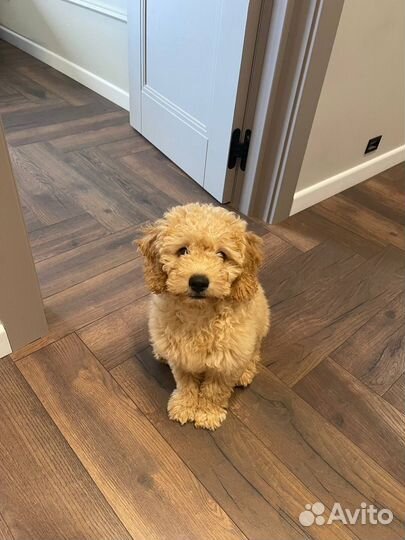 Лабрадудли