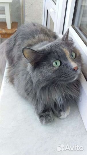 Стрелка трехцветная кошечка(стерилизованная)