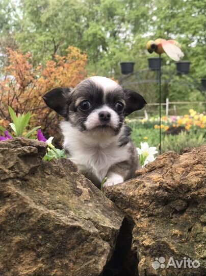 Продаются чихуахуа