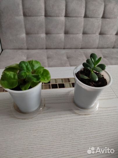 Фиалки, денежное дерево