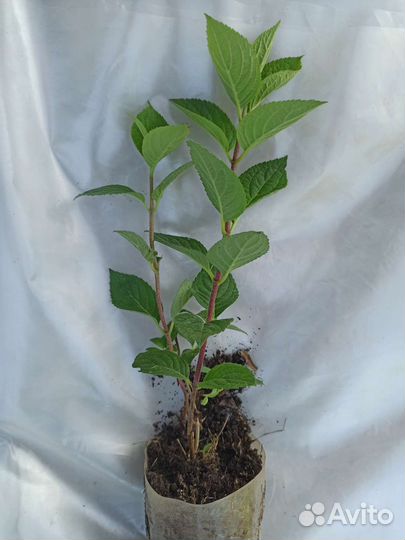 Гортензия саженцы