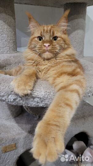 Мейн-кун Котята Милашки