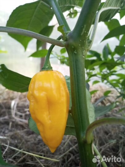 Острый перец семена