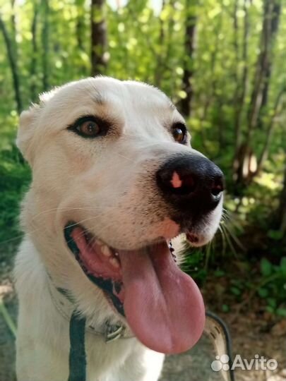 Сын алабая в добрые руки