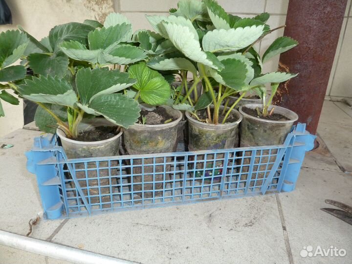 Рассада клубники В закрытой корневой системе