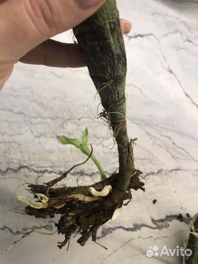 Орхидея Chysis bractescens