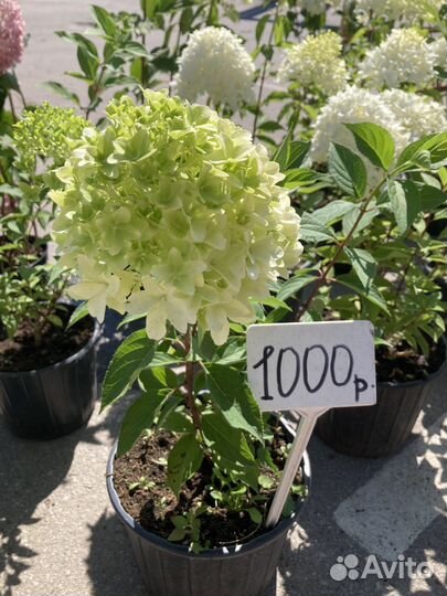 Гортензия метельчатая