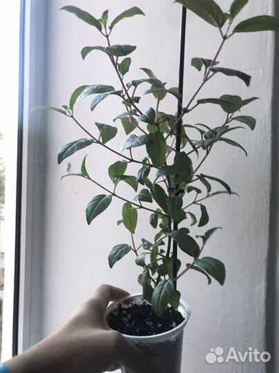 Растения - Фуксия Балерина обмен