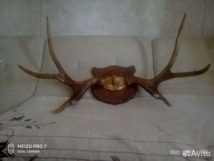 Рога лося