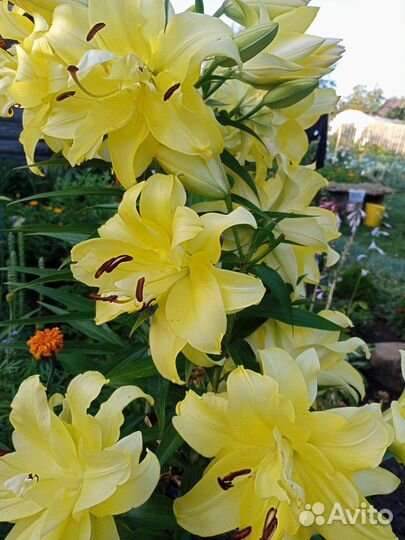 Ирисы, бадан, лилия