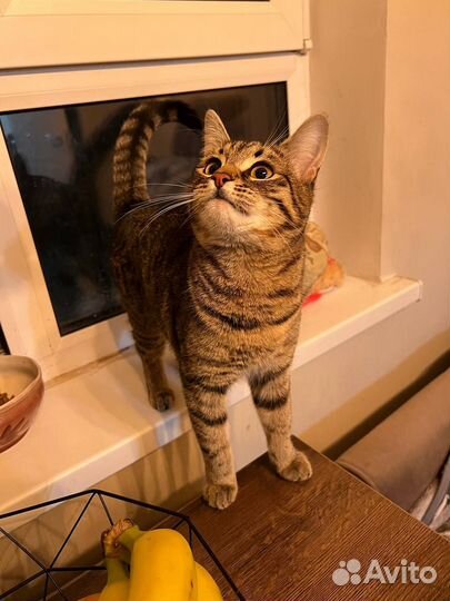 Кошка в дар