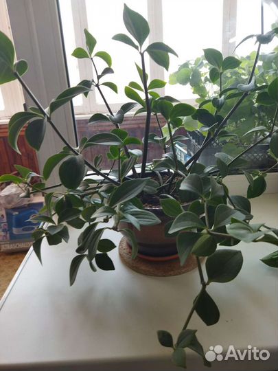 Комнатное растение