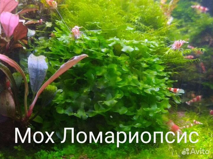 Аквариумные растения