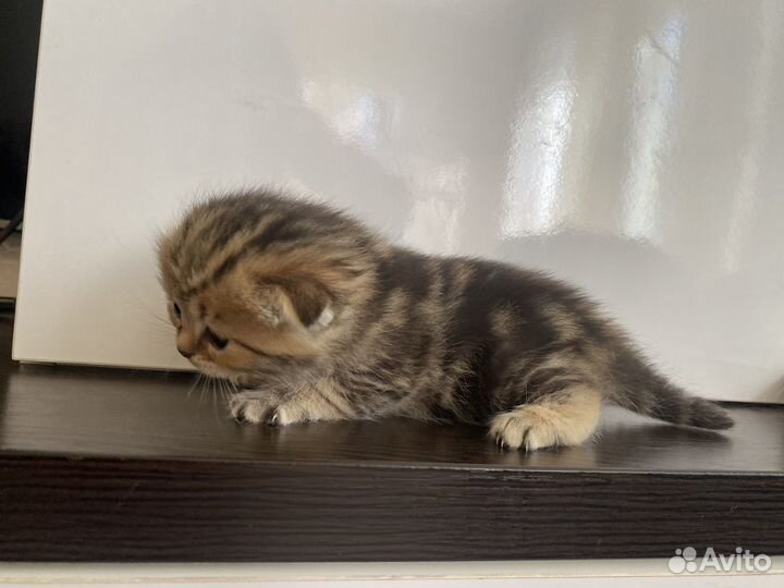 Шотландская