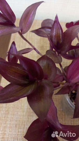 Традесканция, 3 вида.Комнатные растения