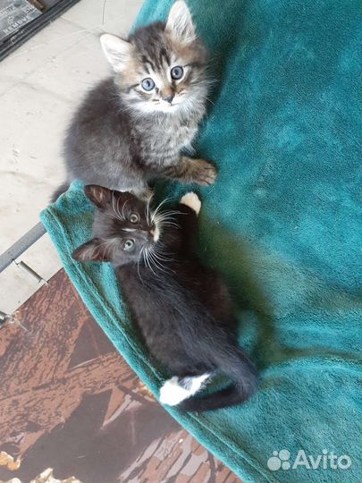 Котятки бесплатно