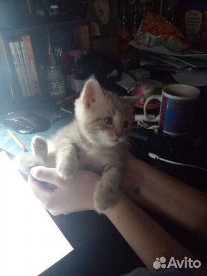 Кошечка в добрые руки