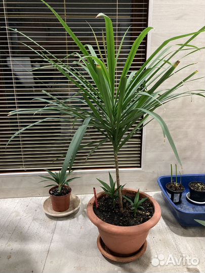 Пальма Драцена