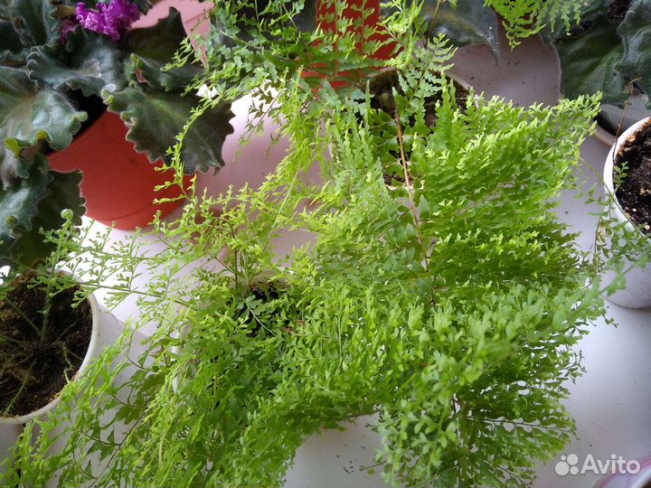 Комнатные цветы