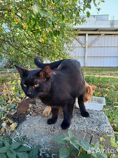 Рыжий кот ищет дом