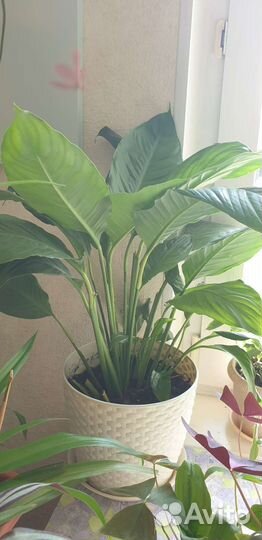 Домашние растения