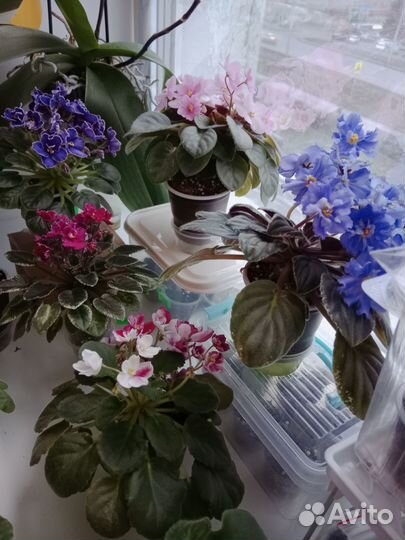 Сортовые фиалки