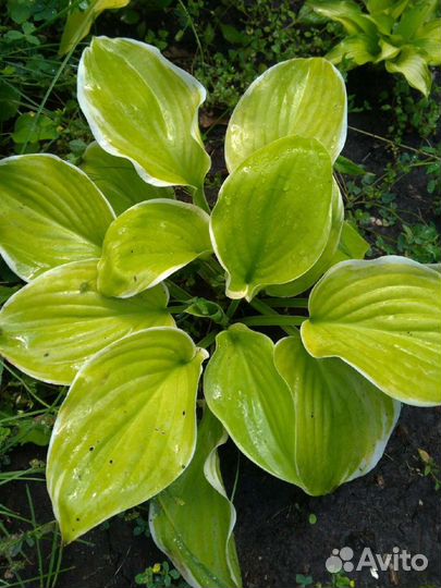 Хосты коллекционные