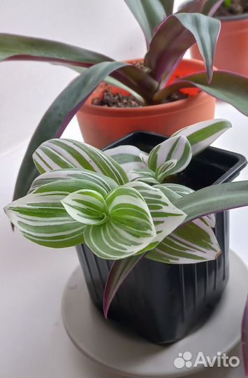 Традесканция