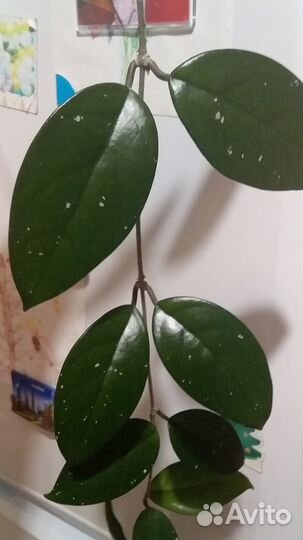 Хоя черенок с корнями