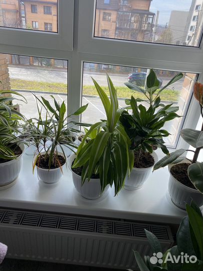 Комнатные растения