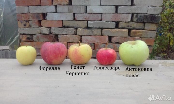 Черенки для прививки и саженцы плодовых деревьев