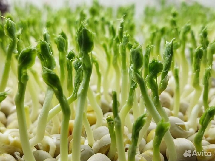 Семена гороха на микрозелень, Мадрасс 1кг