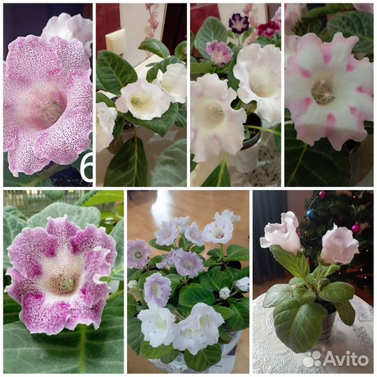 Глоксиния клубни