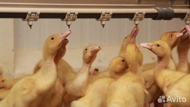 Утята подрощенные