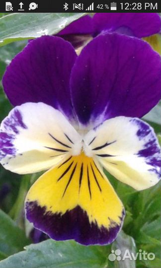 Трехцветная виола (фиалка)